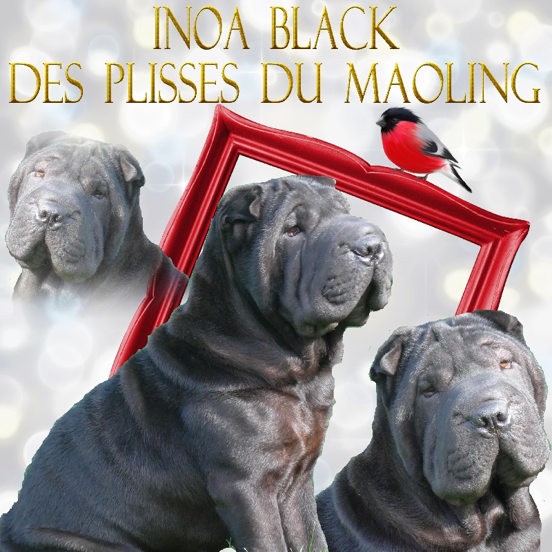 Inoa-black Des Plissés Du Maoling