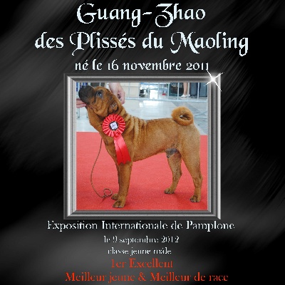 Des Plissés Du Maoling - Résultats Exposition Canine de Pamplona