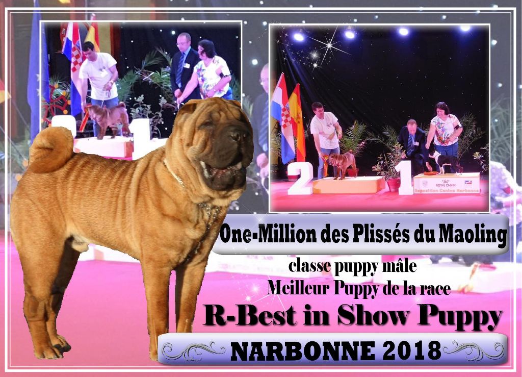 Des Plissés Du Maoling - Résultats de l'Exposition Canine de Narbonne