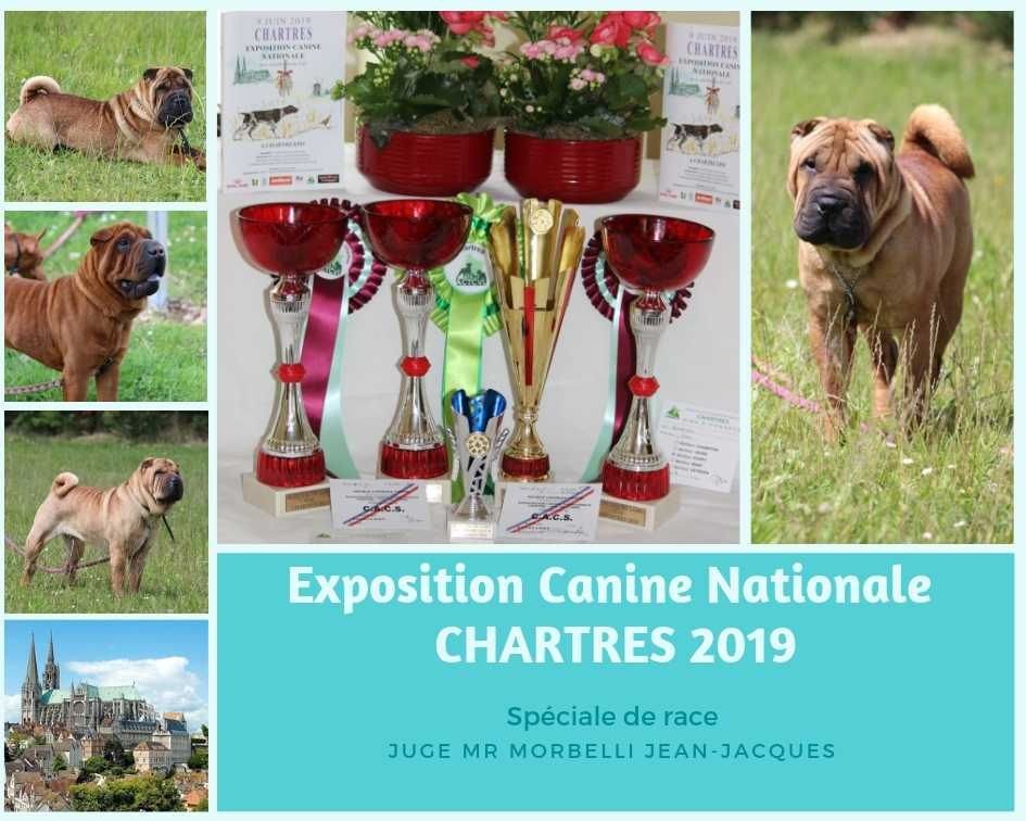 Des Plissés Du Maoling - Résultats de L'exposition Canine Nationale de Chartres 