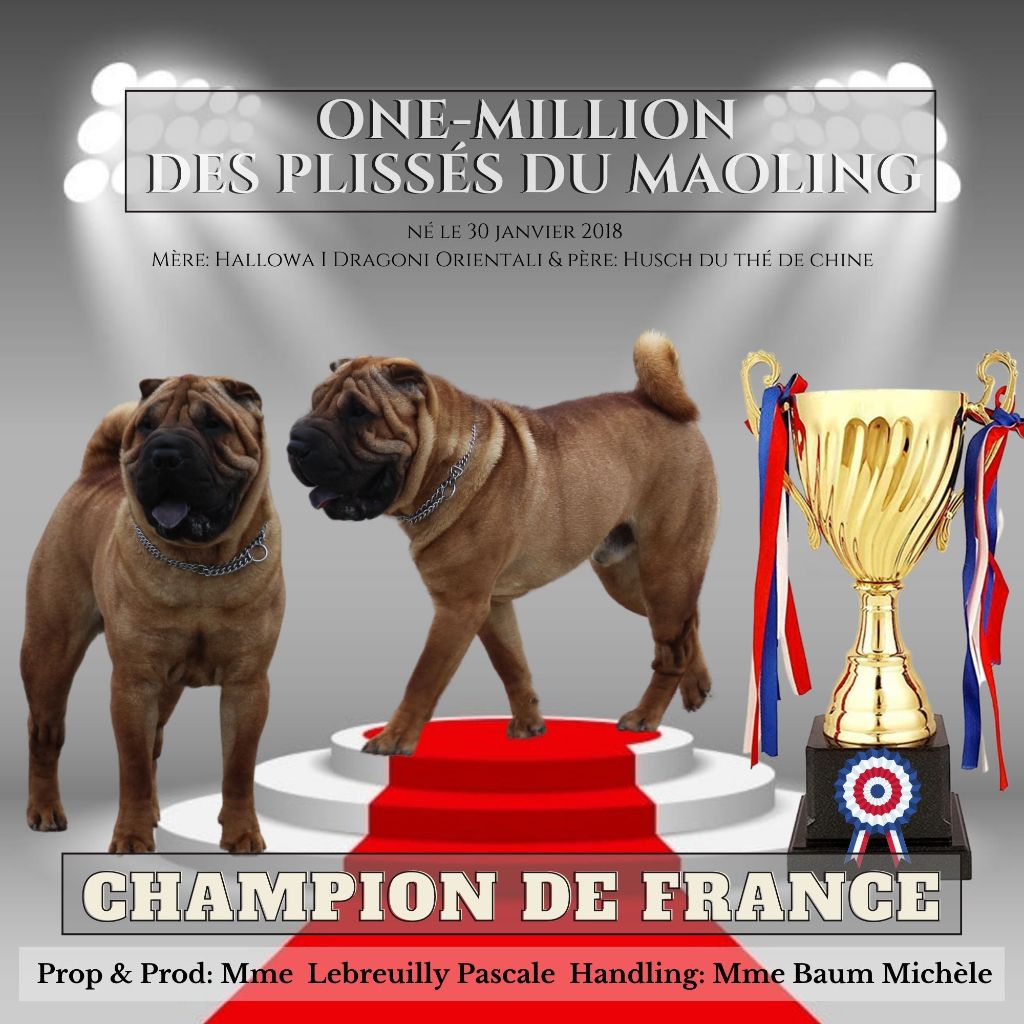 Des Plissés Du Maoling - CHAMPION DE FRANCE 