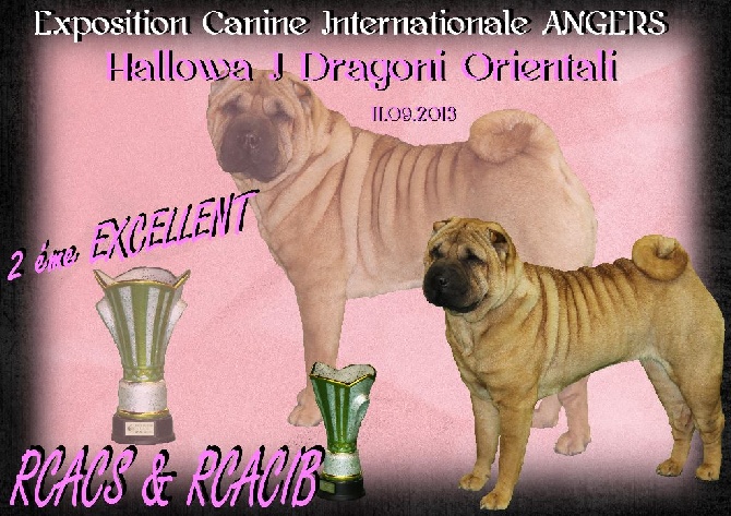 Des Plissés Du Maoling - Résultat de l'Exposition Canine Internationale d'ANGERS 