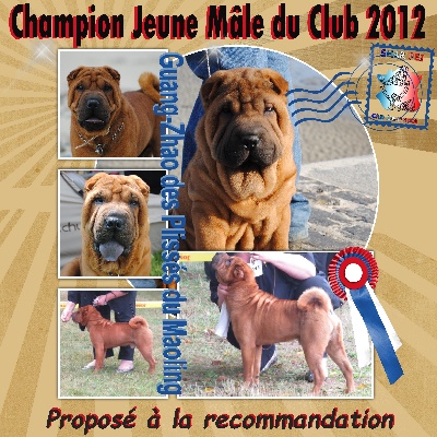 Des Plissés Du Maoling -  Champion Jeune mâle du Shar-Peï Club de France 2012