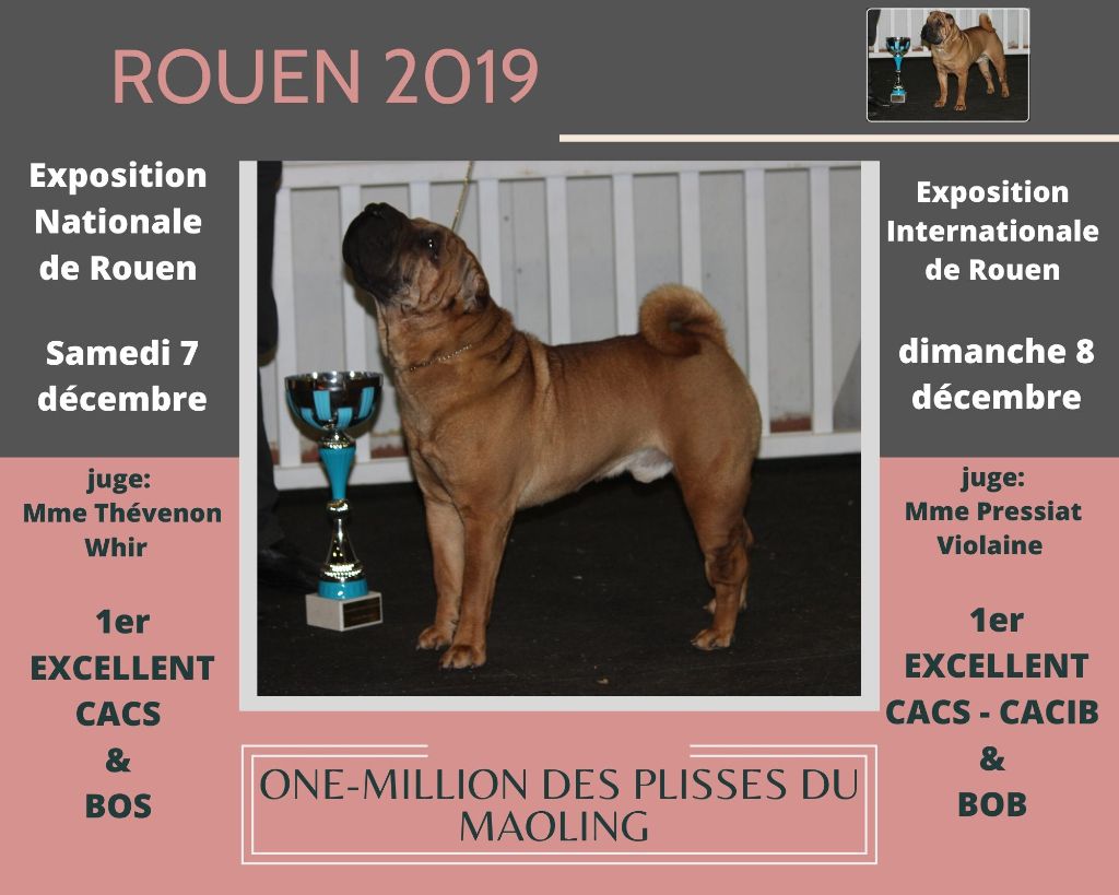 Des Plissés Du Maoling - Résultats de L'Exposition Canine de ROUEN 