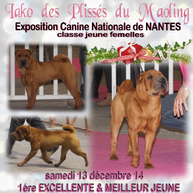 Des Plissés Du Maoling - Résultats Exposition Canine Nationale de NANTES