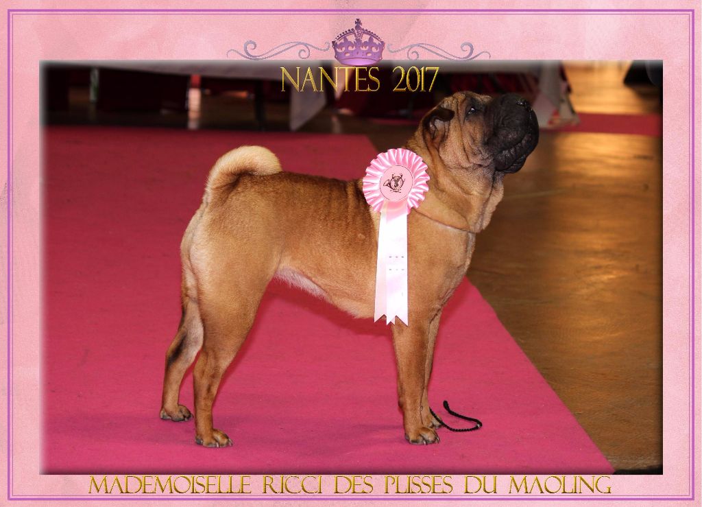 Des Plissés Du Maoling - résultats Exposition Canine Internationale de NANTES  