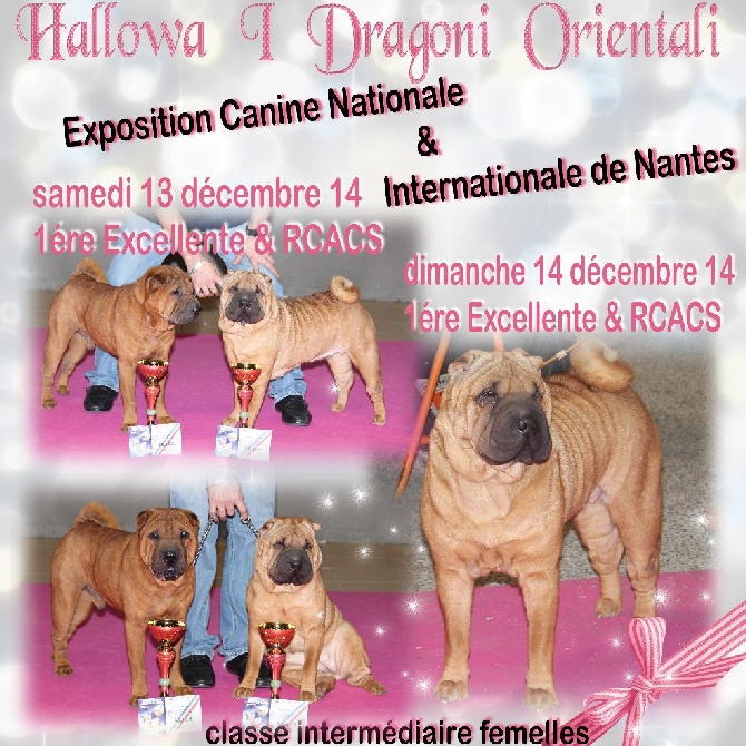 Des Plissés Du Maoling - Résultats Exposition Canine Nationale & Internationale de NANTES