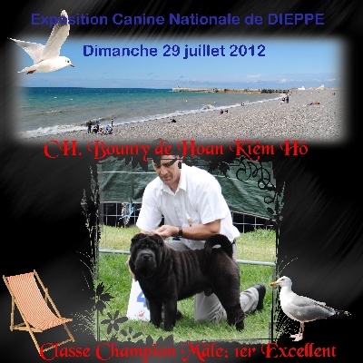 Des Plissés Du Maoling - Résultat Exposition Canine DIEPPE (spéciale de race)