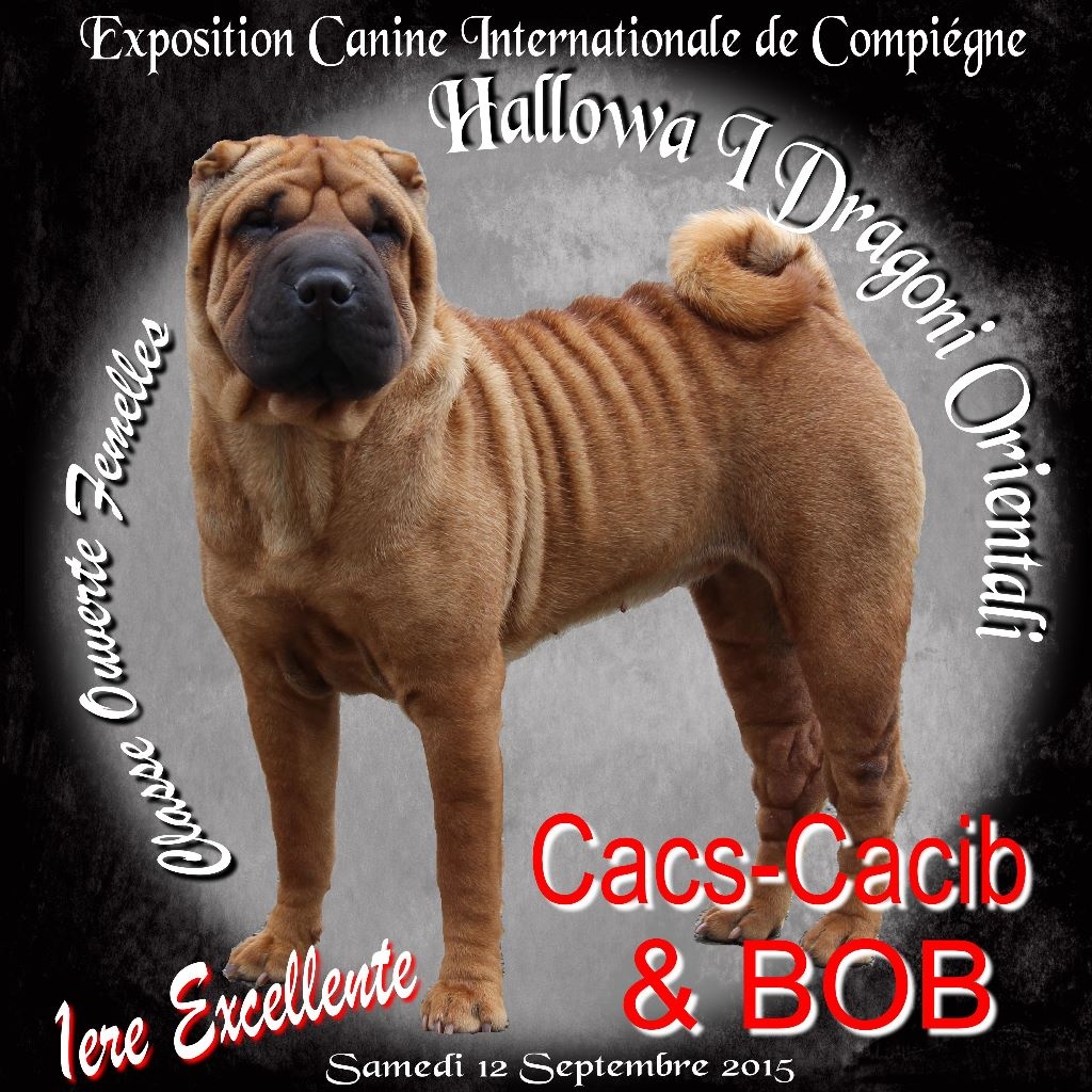 Des Plissés Du Maoling - Résultats Exposition Canine Internationale de Compiégne 