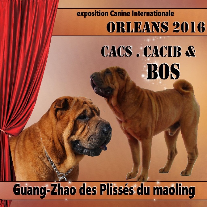 Des Plissés Du Maoling - Résultats de l'Exposition Canine Internationale d'Orléans 