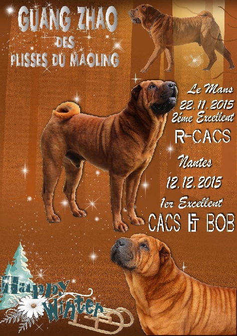 Des Plissés Du Maoling - Résultats Exposition Canine du Mans & Nantes 