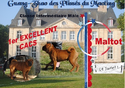 Des Plissés Du Maoling - Résultat Exposition Canine de Maltot