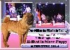  - Résultats de l'Exposition Canine de Narbonne