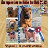  -  Champion Jeune mâle du Shar-Peï Club de France 2012