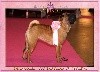  - résultats Exposition Canine Internationale de NANTES  