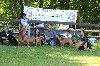  - Résultats Exposition Canine Nationale de MALTOT 