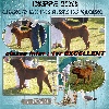  - Résultat Exposition Canine de DIEPPE (spéciale de race)