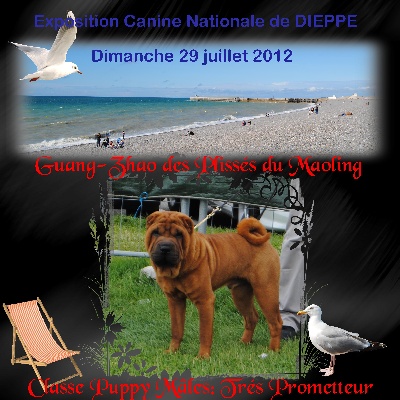 Des Plissés Du Maoling - Résultat Exposition Canine DIEPPE (spéciale de race)