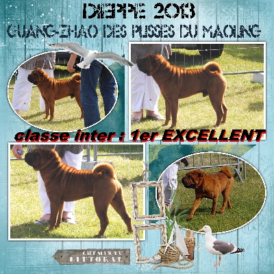 Des Plissés Du Maoling - Résultat Exposition Canine de DIEPPE (spéciale de race)