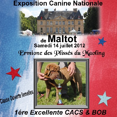 Des Plissés Du Maoling - Résultat Exposition Canine Maltot