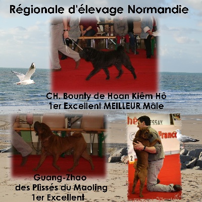 Des Plissés Du Maoling - Régionale d'élevage Normandie