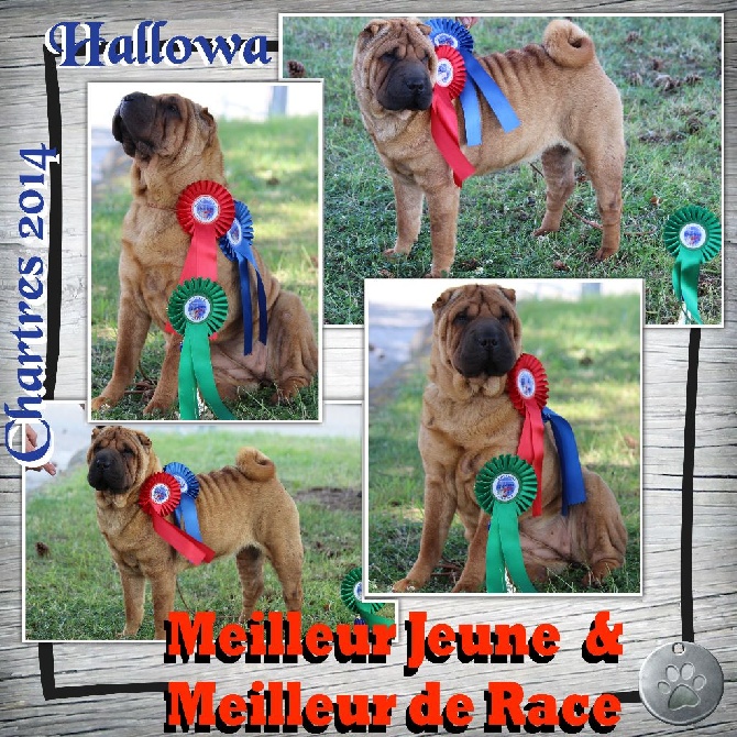 Des Plissés Du Maoling - Résultat de l'Exposition Canine Nationale de CHARTRES