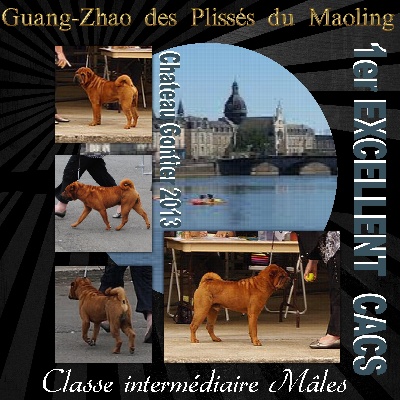 Des Plissés Du Maoling - Résultat Exposition Canine de Chateau-gontier