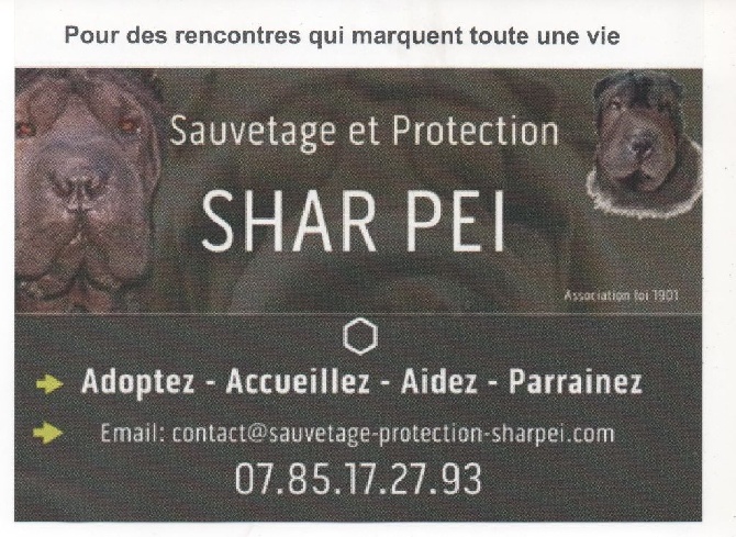 Des Plissés Du Maoling - Sauvetage et Protection Shar-Peï 