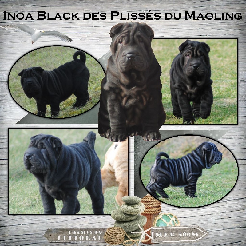Inoa-black Des Plissés Du Maoling