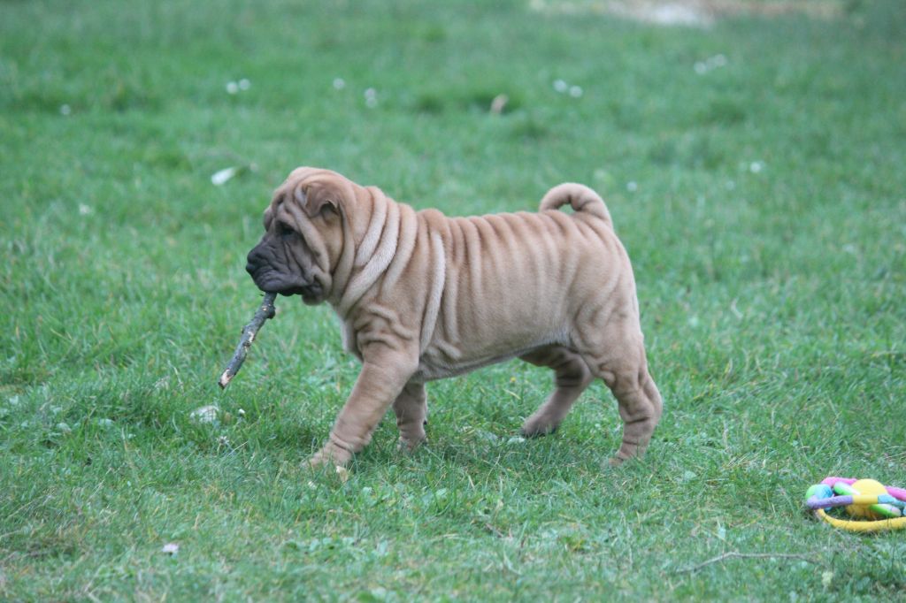 Des Plissés Du Maoling - Chiot disponible  - Shar Pei