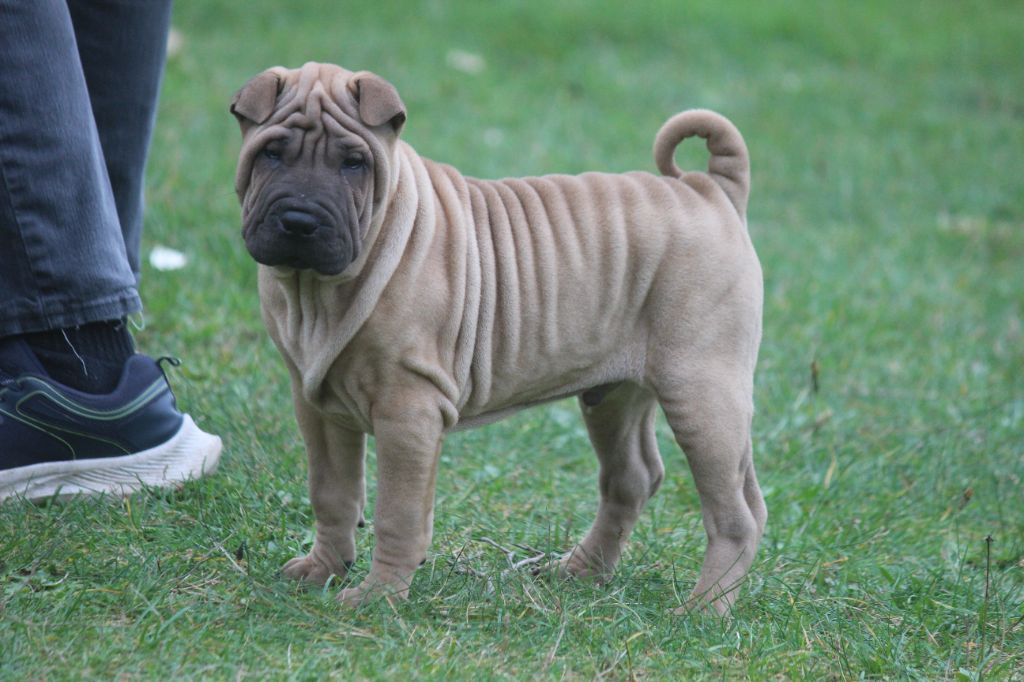 Des Plissés Du Maoling - Chiot disponible  - Shar Pei