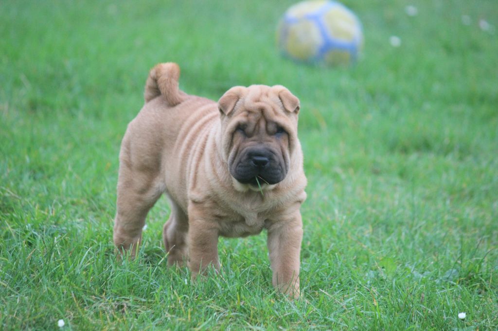 Des Plissés Du Maoling - Chiot disponible  - Shar Pei