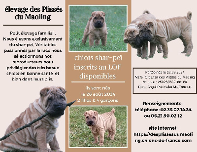 Des Plissés Du Maoling - Shar Pei - Portée née le 26/08/2024