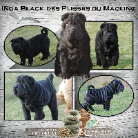 Inoa Black des Plissés du Maoling