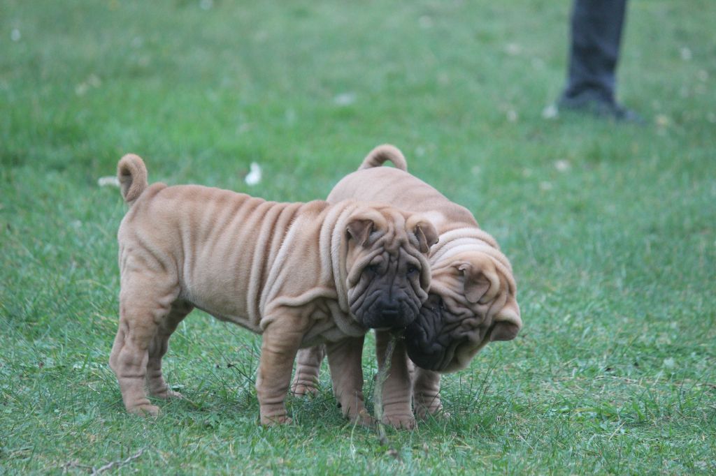 Des Plissés Du Maoling - Chiot disponible  - Shar Pei