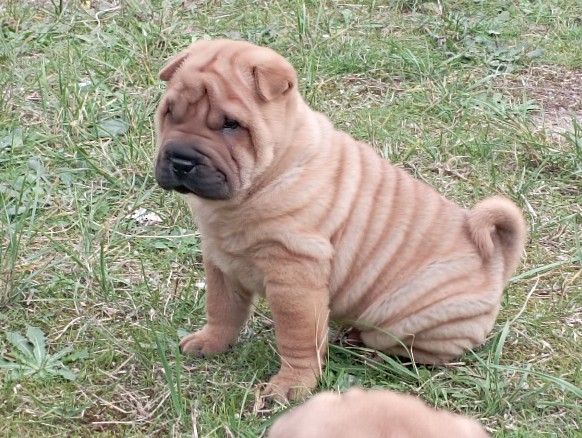 Des Plissés Du Maoling - Chiot disponible  - Shar Pei