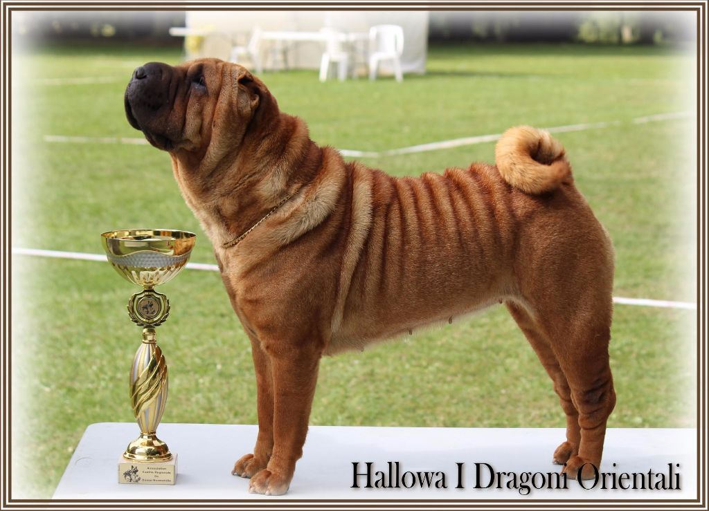 Hallowa i dragoni orientali